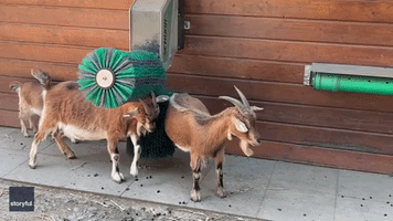 Adorable Goats Scratch an Itch at Frankfurt Zoo