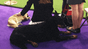 dog GIF by Westminster Kennel Club
