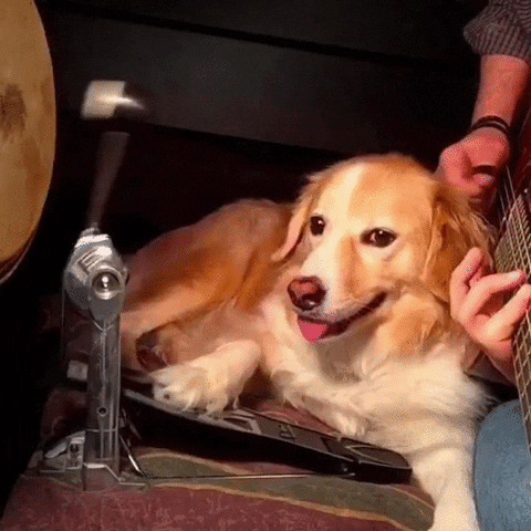 dog drums GIF