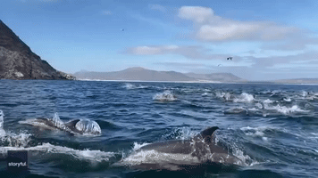 'Super Pod' of Dolphins Swims Alongside Boat Off South Africa Coast