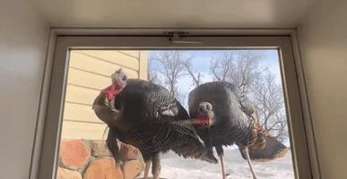 Wild Turkeys Peck on Window of Home