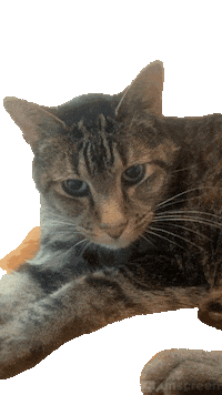 Cats Sticker by velamora