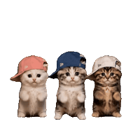 Dance Cat Sticker