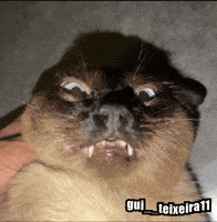 Tt Bisteca GIF