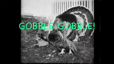 paulie6588 gobble gobble GIF
