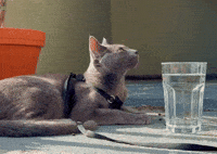 Its Me Oops GIF