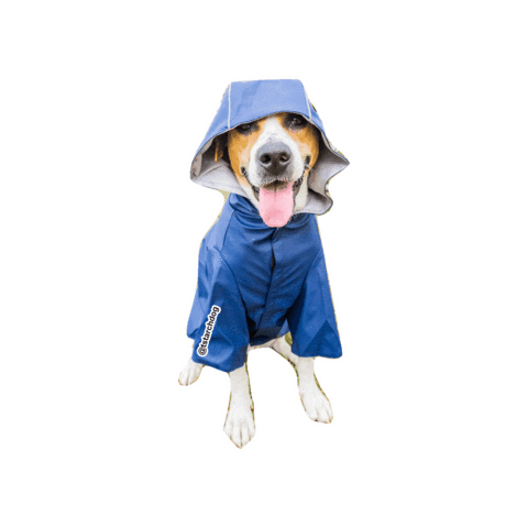 tstarch giphygifmaker dog blue rain Sticker