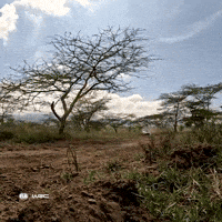 Car Chase GIF by FIA World Rally Championship