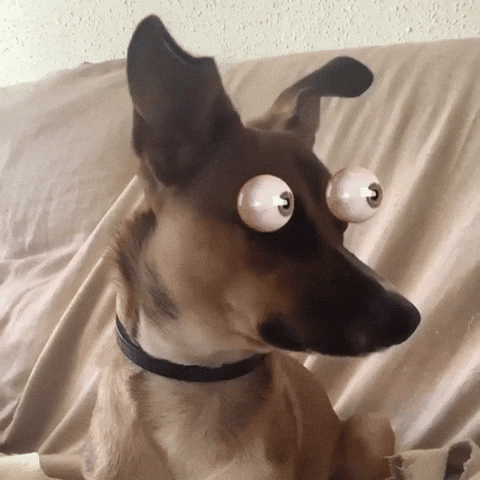 How to Make Vet Visits Safe & Stress-Free (for Your Dog, You, and the Vet Team