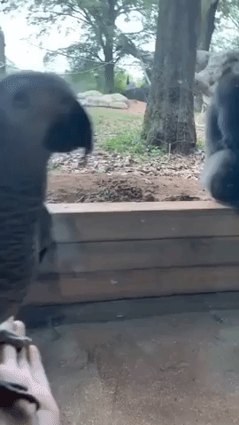 'Parrot, Meet Gorilla': African Grey Parrot and Gorillas Introduced at Zoo Atlanta