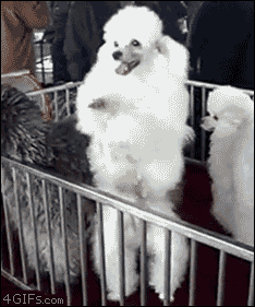poodle GIF by Kate