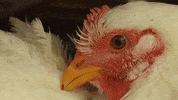 Eyes Chicken GIF by Mercy For Animals
