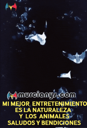 Amigos Flores GIF by Murcianys LLC