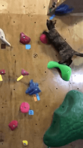 cuteanimalland giphyupload GIF