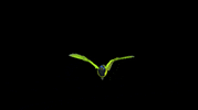 SanJorge bird 3d animation art gif artist gif GIF