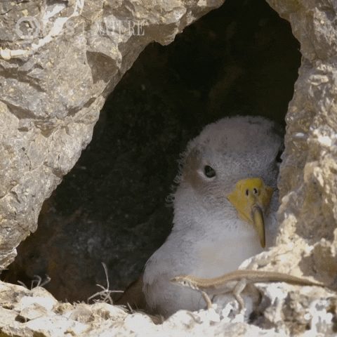 Pbs Nature Bird GIF by Nature on PBS