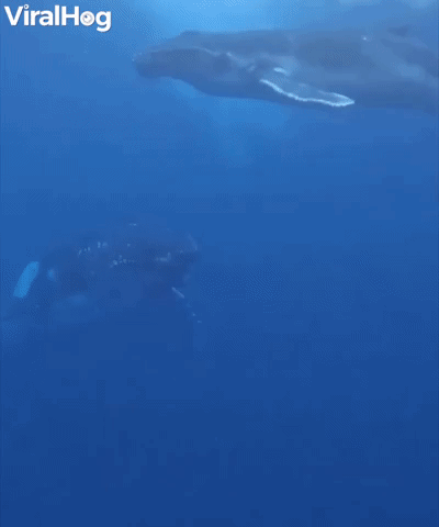 Baby Humpback Whale Breaches The Surface 