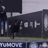 Sport Swimming GIF by American Kennel Club