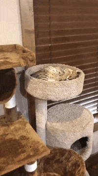 Happy Cat GIF by JustViral.Net