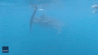 NZ Boaters Have Amazing Encounter With Whale Shark