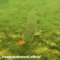 Fishing Goldfish GIF