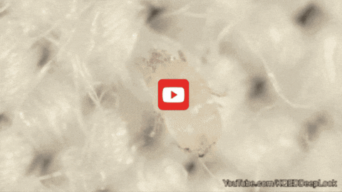 GIF by KQEDScience