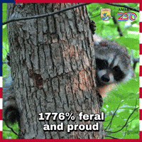 Birthday America GIF by U.S. Fish and Wildlife Service