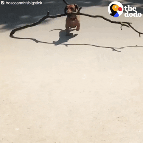 Dog GIF by The Dodo