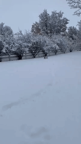Pup Pounces Through Snow in Utah