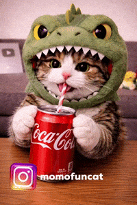 Eat Cat GIF