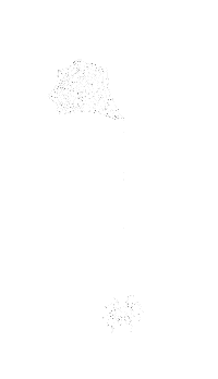 Spider Araignee Sticker