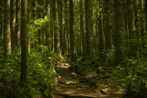 forest GIF