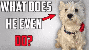 Dj Khaled Dog GIF