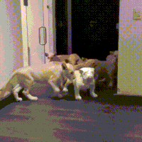 ded GIF