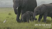 bbc one GIF by BBC