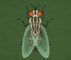 Fly Wings GIF