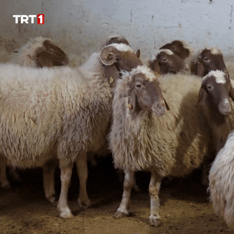 Friends Go GIF by TRT