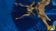 Circle Swim GIF by Brookfield Zoo