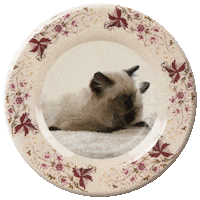 Harry Potter Cat Sticker