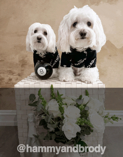 Dogs Maltese GIF by HammyandBrody