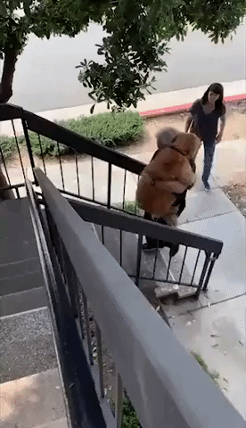 Dog With Fear of Heights Has to Be Carried Up Stairs
