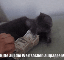 unsereoebb cat katze oebb weltkatzentag GIF