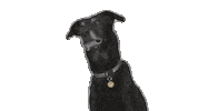 Hund Tierarzt Sticker by DogRoyalz