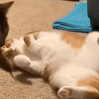 Cat Vs Rat GIF