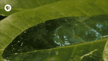 pbs adventure GIF by EARTH A New Wild