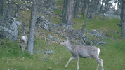 south dakota GIF