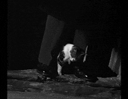 CACUM311 giphyupload vienna orson welles the third man GIF