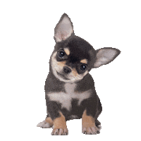 puppy what Sticker