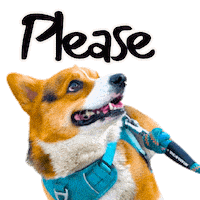 Corgi Please Sticker