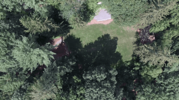 fall tree GIF by Dartmouth College